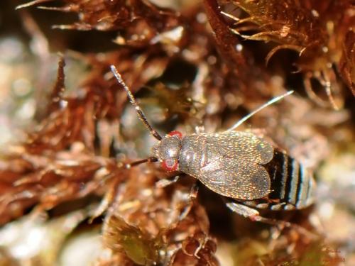 Réf. 200 850 : Chlamydatus evanescens