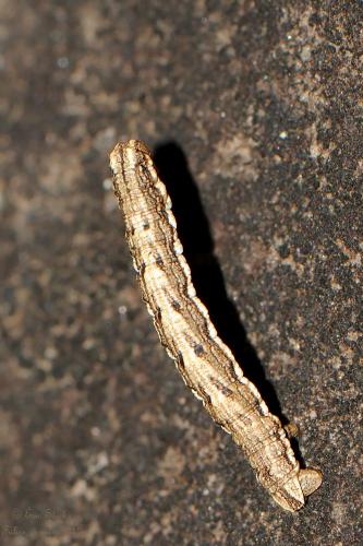 Réf. 200 786 : Charissa pullata