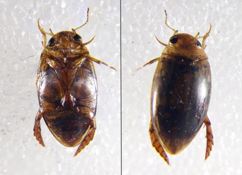 Laccophilus minutus
