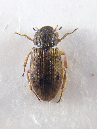 Helophorus sp.