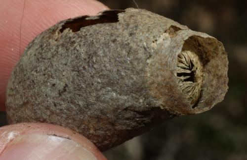 Saturnia pavonia