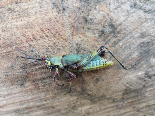 Zonocerus variegatus