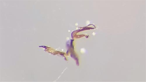 Réf. 200 906 : Macrosteles sp.