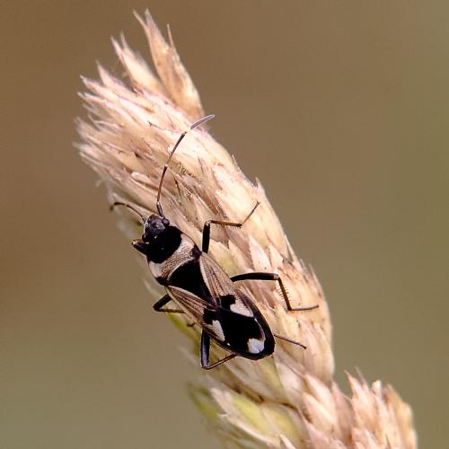 Raglius confusus