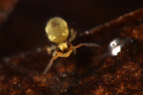 Sminthurinus signatus