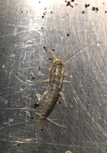 Ctenolepisma longicaudata