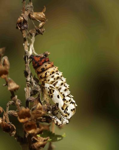Melitaea didyma