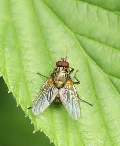 Phaonia angelicae