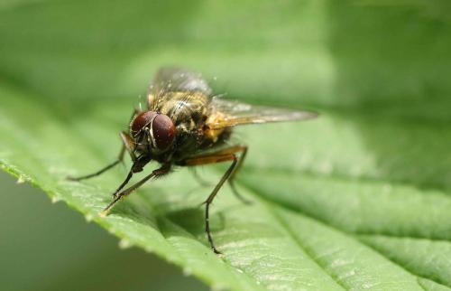Phaonia angelicae