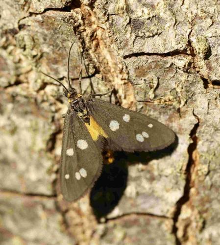Dysauxes punctata