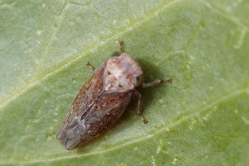 Acericerus sp.