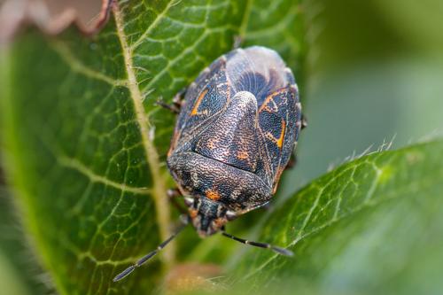 Réf. 200 823 : Holcogaster fibulata