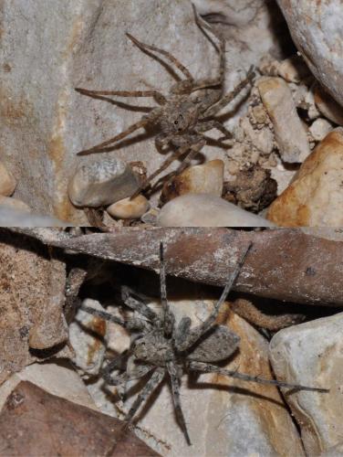 Pardosa sp.