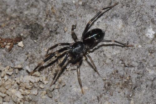 Liophrurillus flavitarsis
