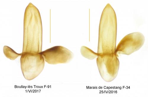 Acupalpus notatus