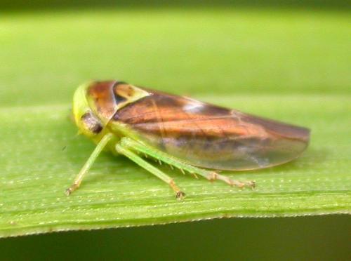 Réf. 200 057 : Populicerus sp.