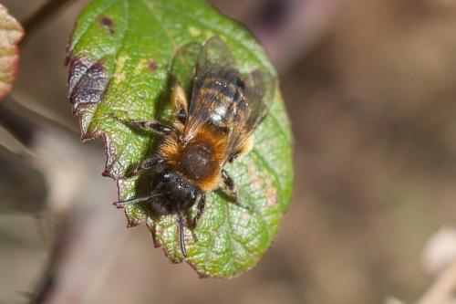 Andrena bicolor