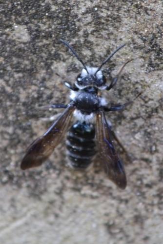 Andrena agilissima