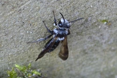 Andrena agilissima