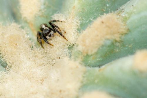 Pseudeuophrys lanigera