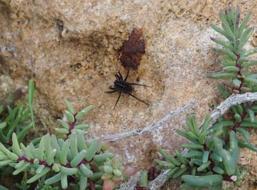 Pardosa sp.
