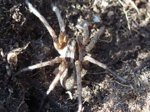 Hogna sp.