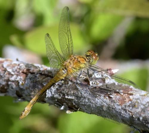 Sympetrum sanguineum