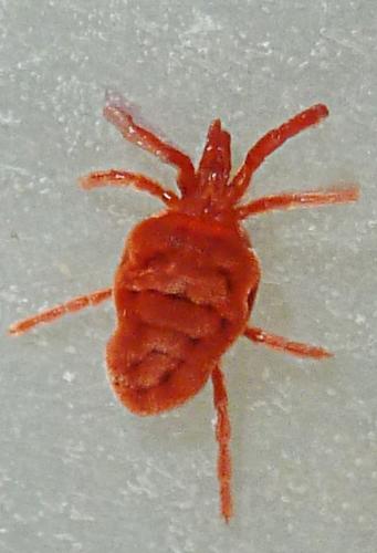 Réf. 200 871 : Allothrombium fuliginosum