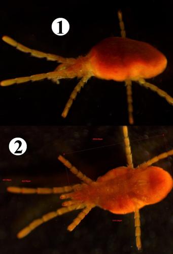 Réf. 200 878 : Allothrombium fuliginosum