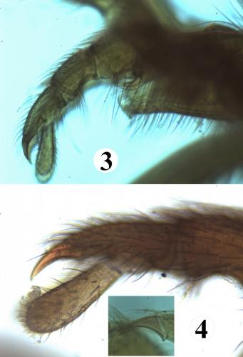 Réf. 200 879 : Allothrombium fuliginosum