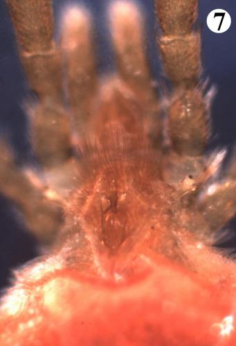 Réf. 200 881 : Allothrombium fuliginosum