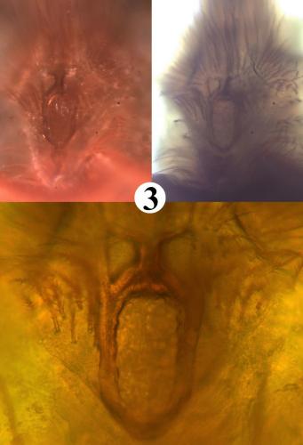 Réf. 200 924 : Allothrombium fuliginosum