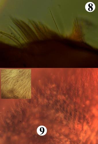 Réf. 200 925 : Allothrombium fuliginosum