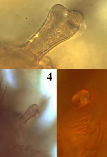 Réf. 200 926 : Allothrombium fuliginosum