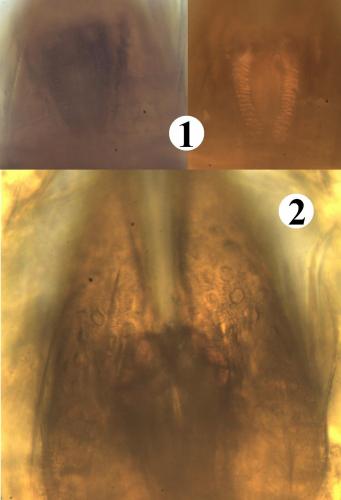 Réf. 200 931 : Allothrombium fuliginosum