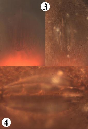 Réf. 200 932 : Allothrombium fuliginosum