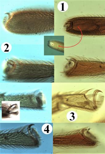 Réf. 200 933 : Allothrombium fuliginosum