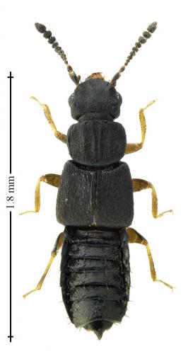 Anotylus tetracarinatus