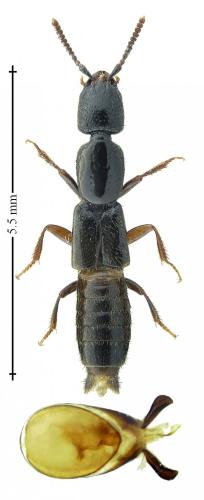 Gyrohypnus sp.