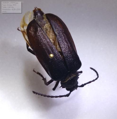 Prionus coriarius