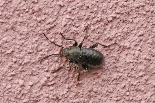 Réf. 200 077 : Stenomax aeneus