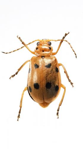 Réf. 200 466 : Leptaulaca undecimpunctata