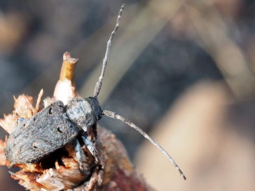 Crossotus tubericollis