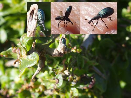 Réf. 200 012 : Apioninae inconnu