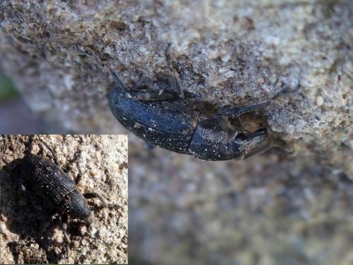 Temnorhinus sp.