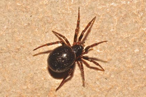 Steatoda bipunctata