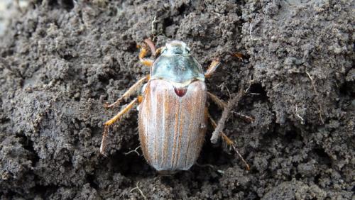 Melolontha melolontha
