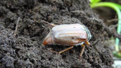 Melolontha melolontha