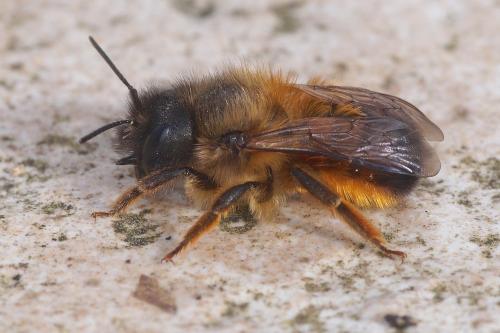 Réf. 200 825 : Osmia bicornis
