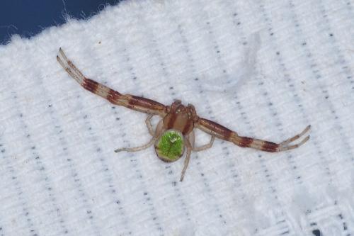 Réf. 200 372 : Ebrechtella tricuspidata